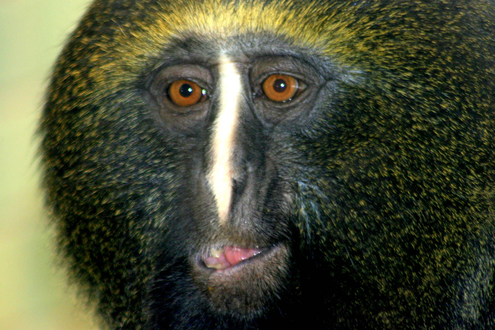 Hamlyn's owl-faced monkey; Berlin Zoo; 6th June 2014