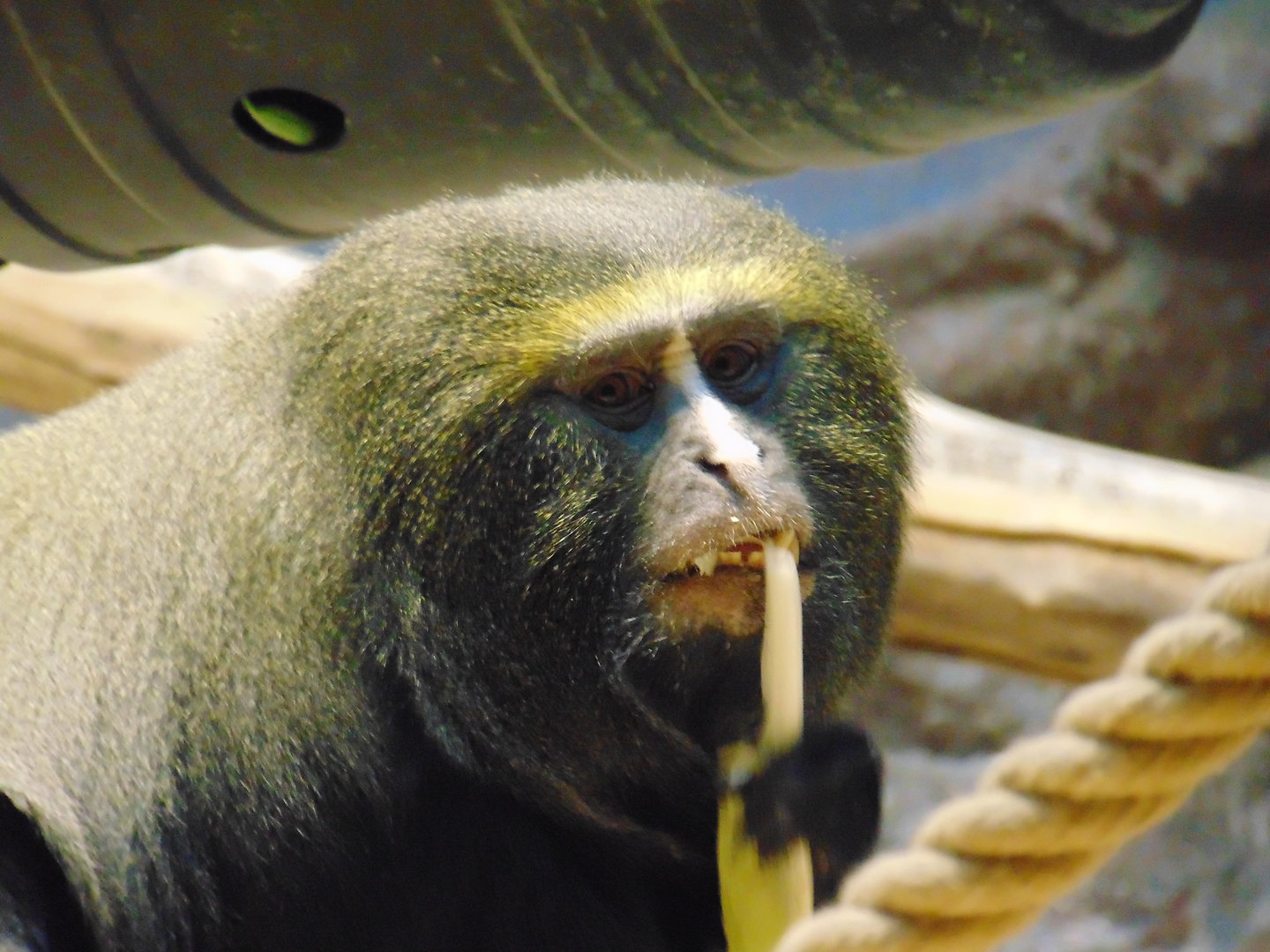 Hamlyn's Owl-faced Monkey