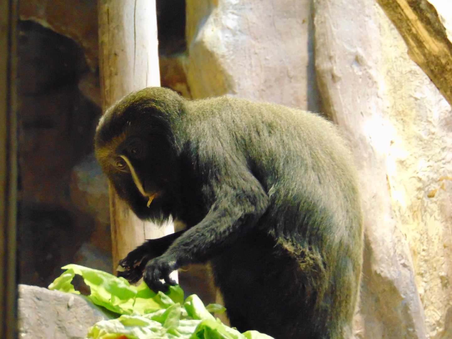 Hamlyn's Owl-faced Monkey