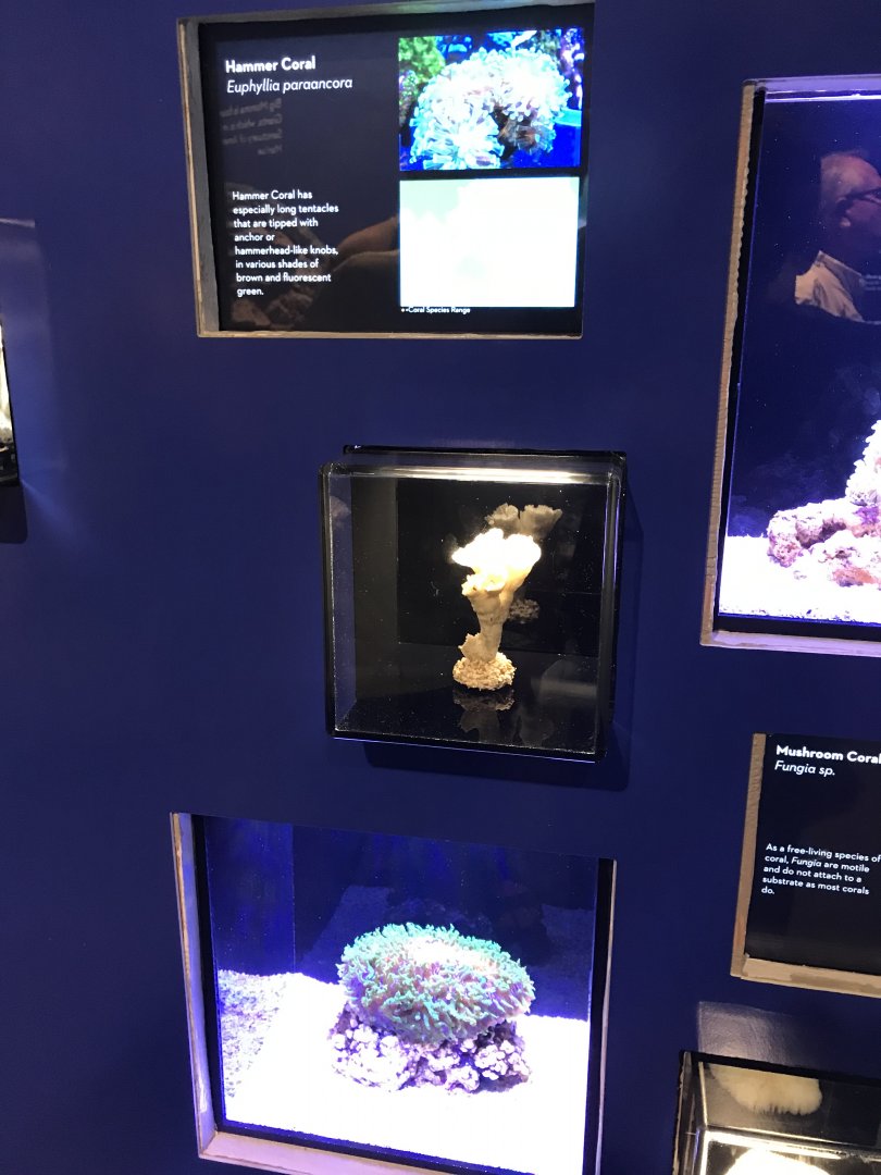 Hammer coral exhibit