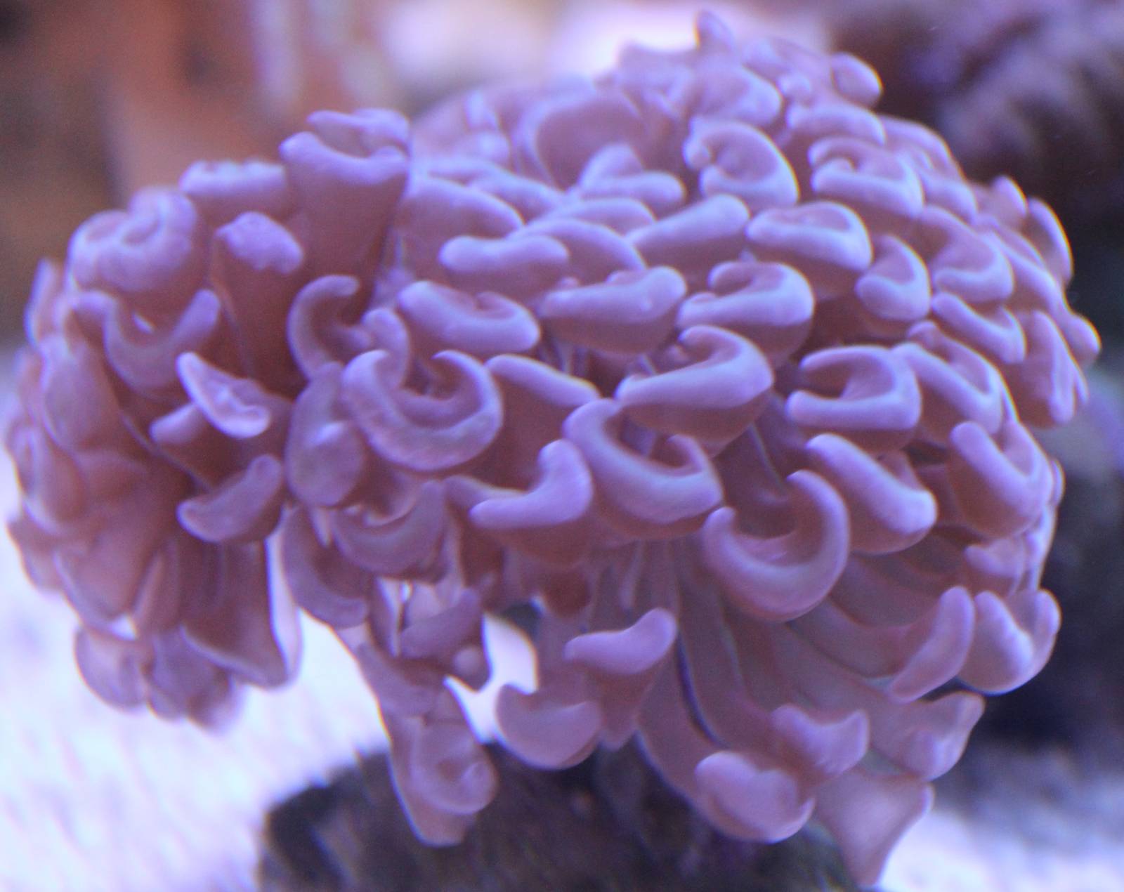 Hammer coral