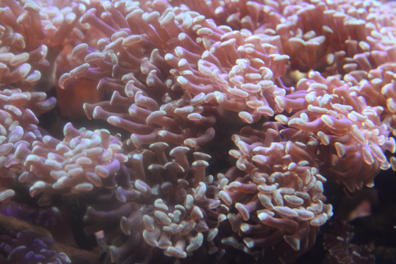 Hammer Coral