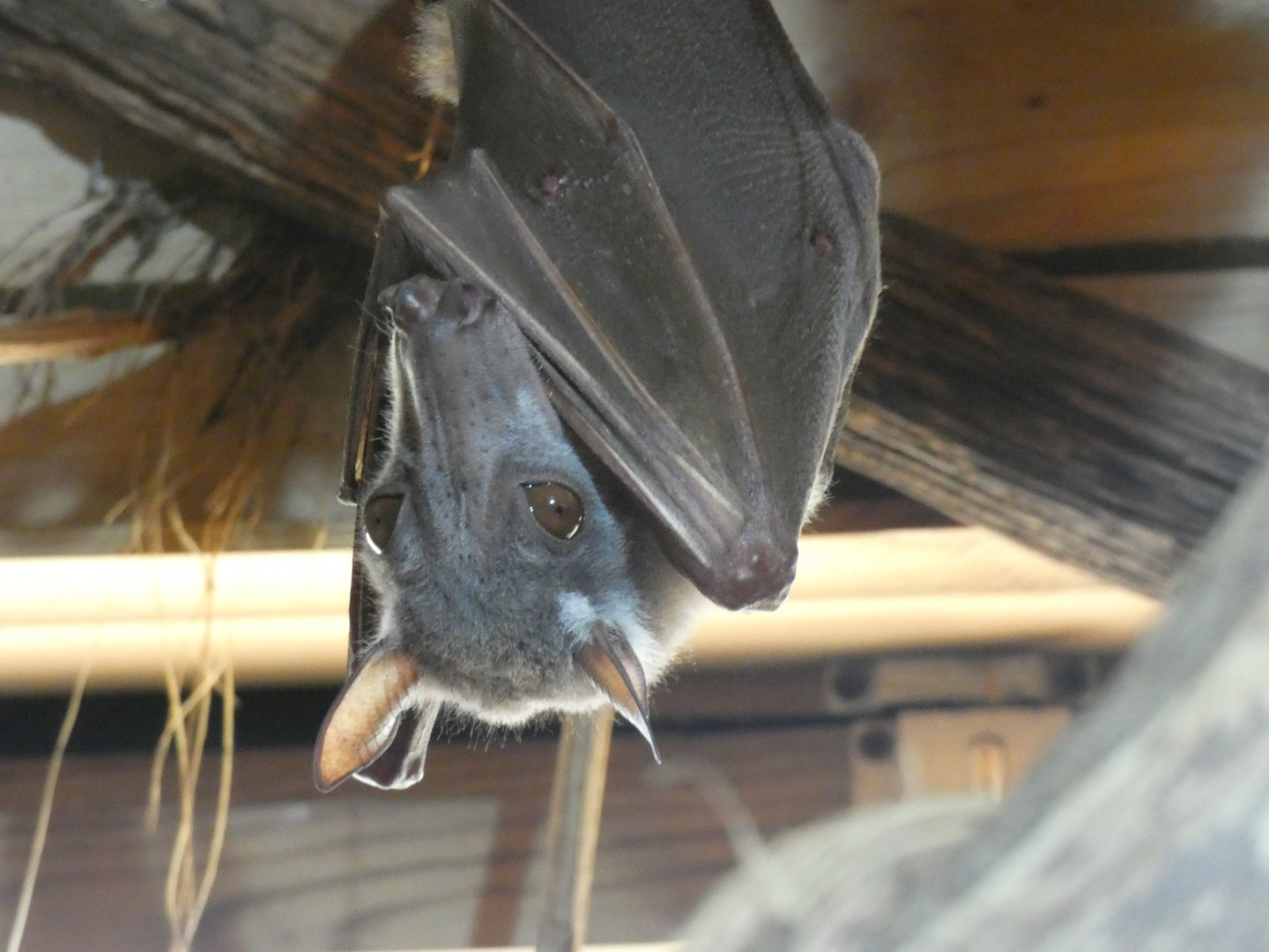 Hammer-headed Bat (2)