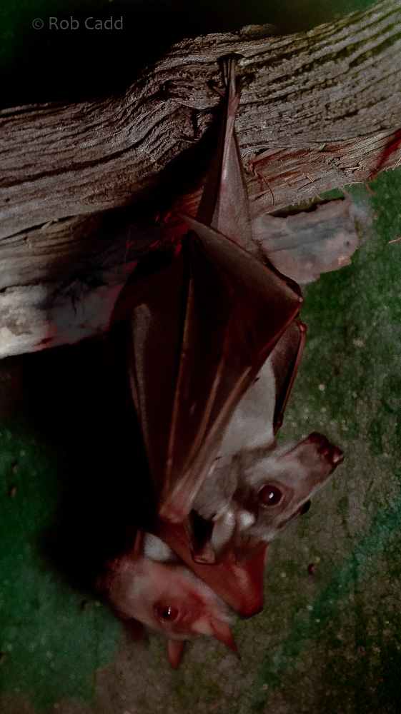 Hammer-headed bat : Cotswold WP : 12 Jul 2019