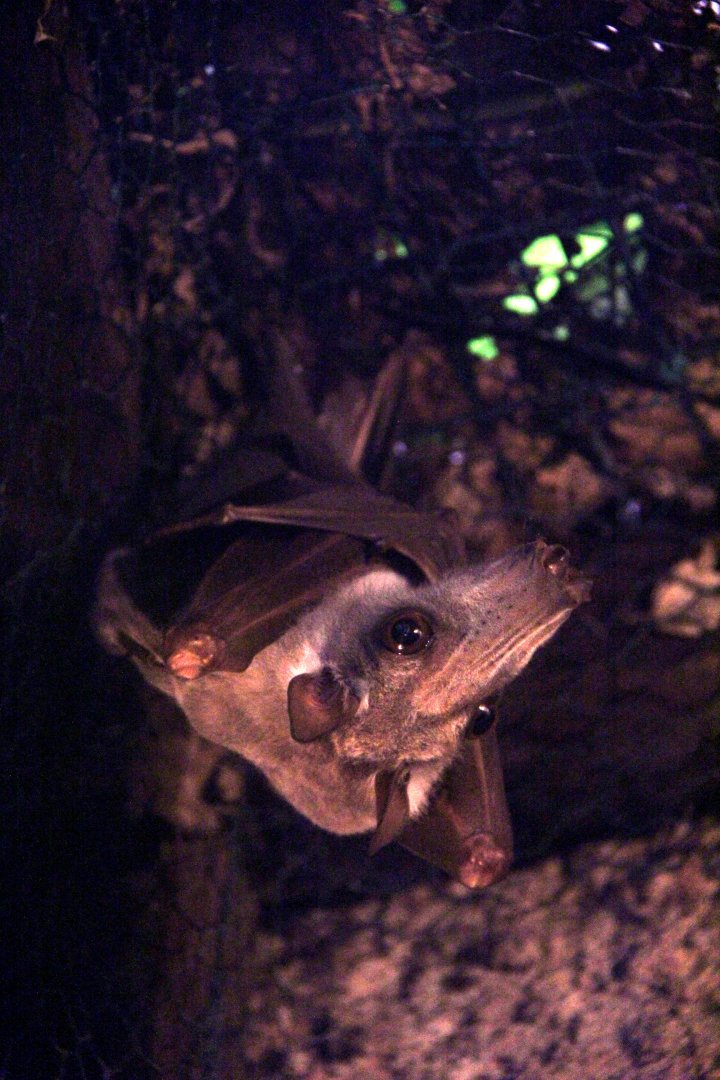 hammer-headed bat (Hypsignathus monstrosus)