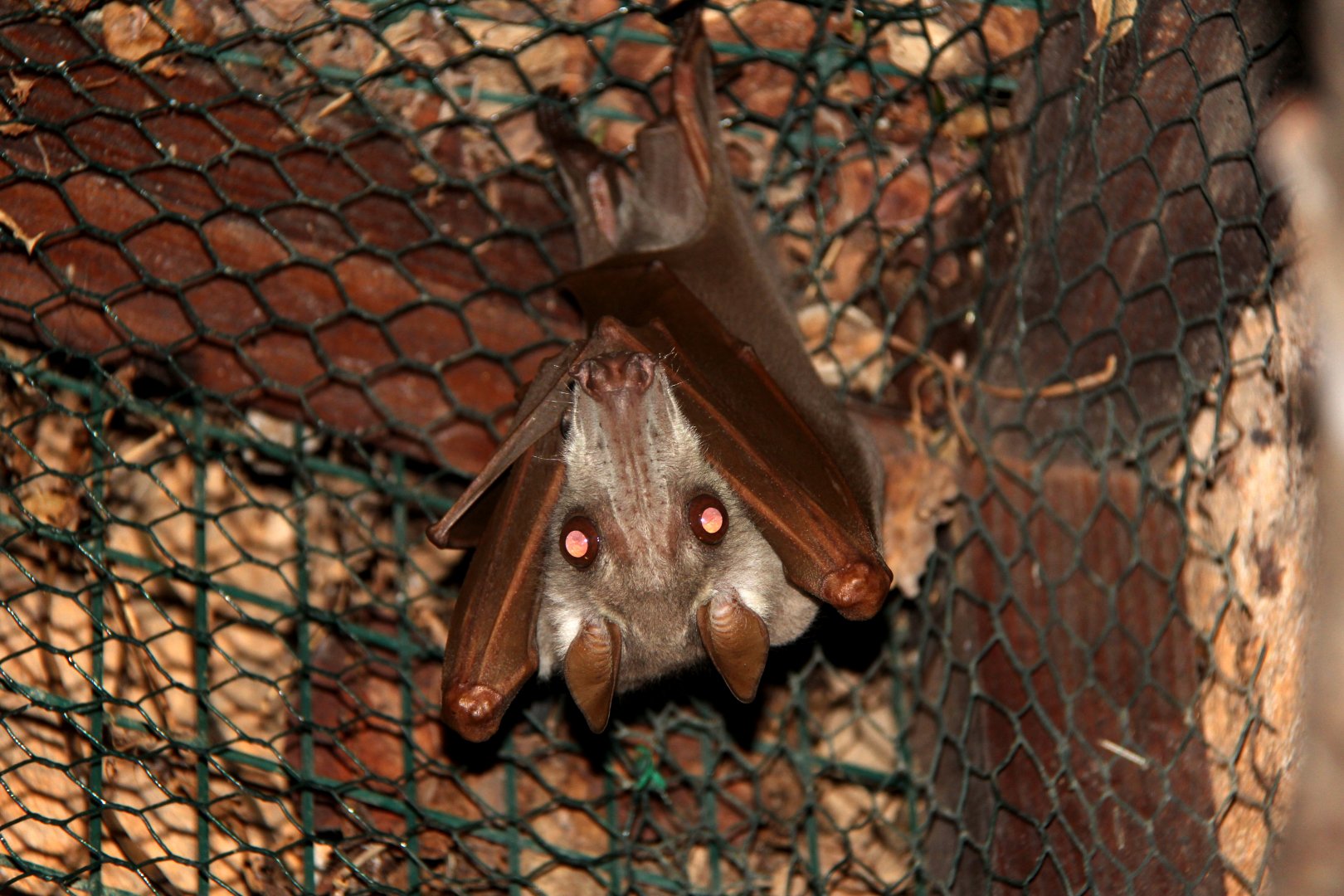 hammer-headed bat (Hypsignathus monstrosus)