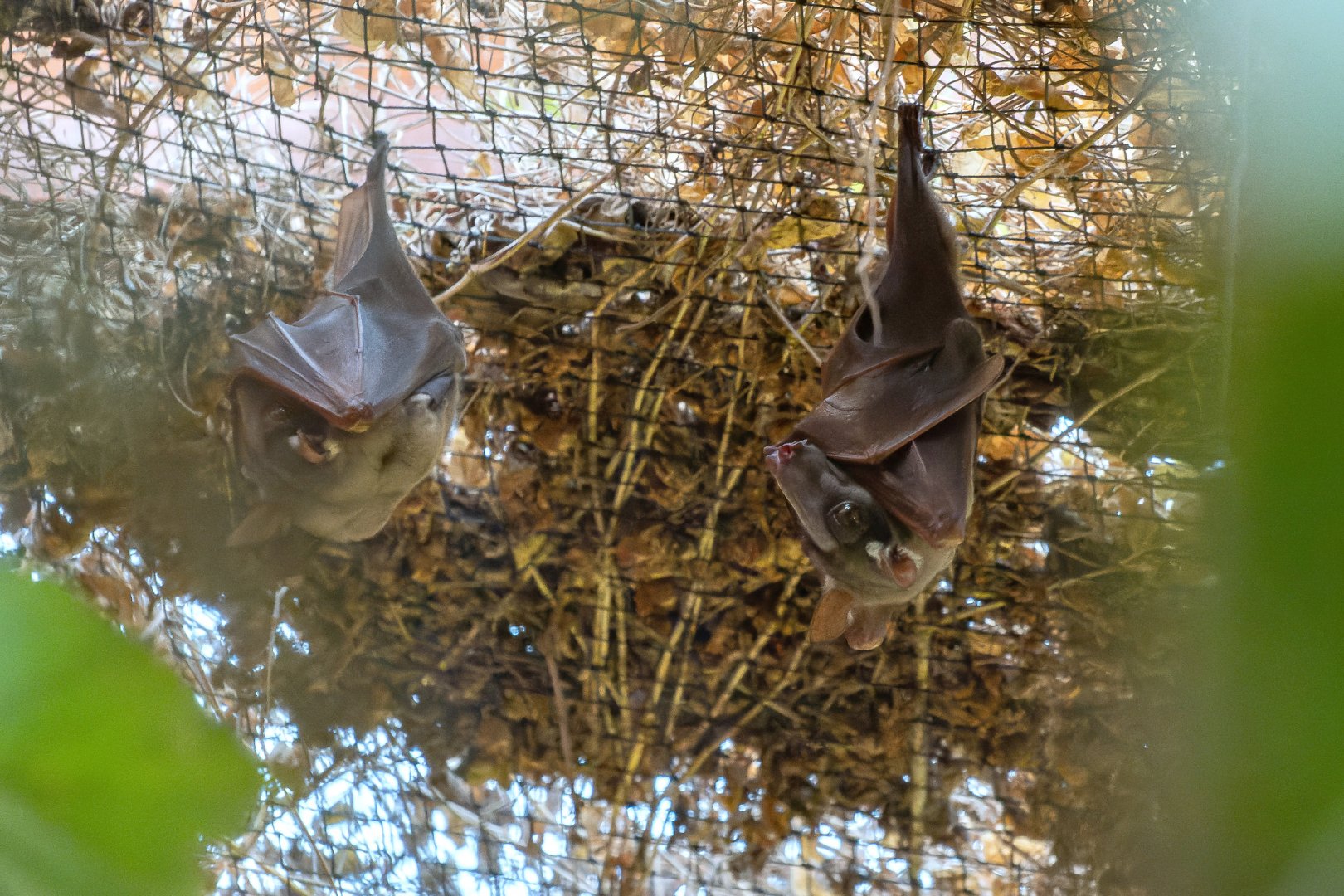 Hammer-headed bat (Hypsignathus monstrosus)