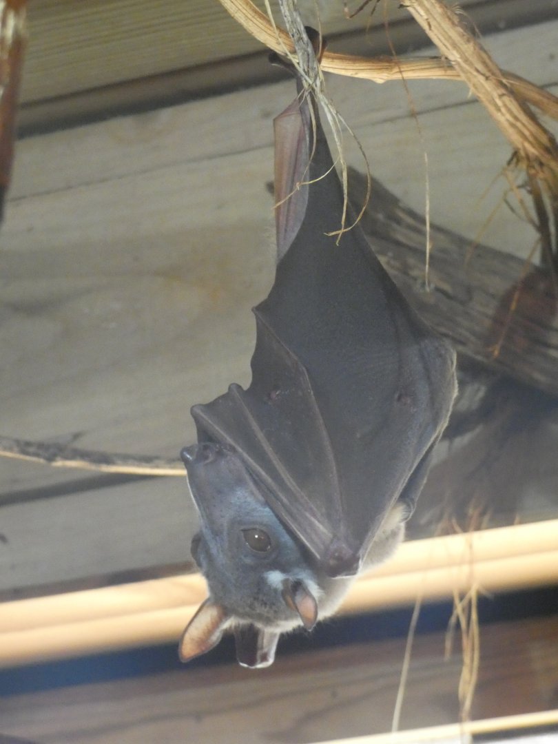 Hammer-headed Bat