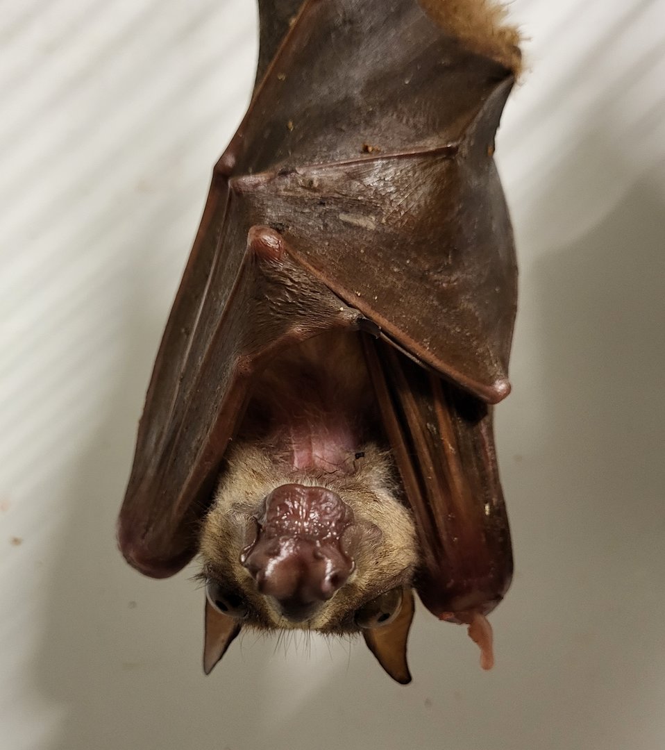 Hammer-headed bat