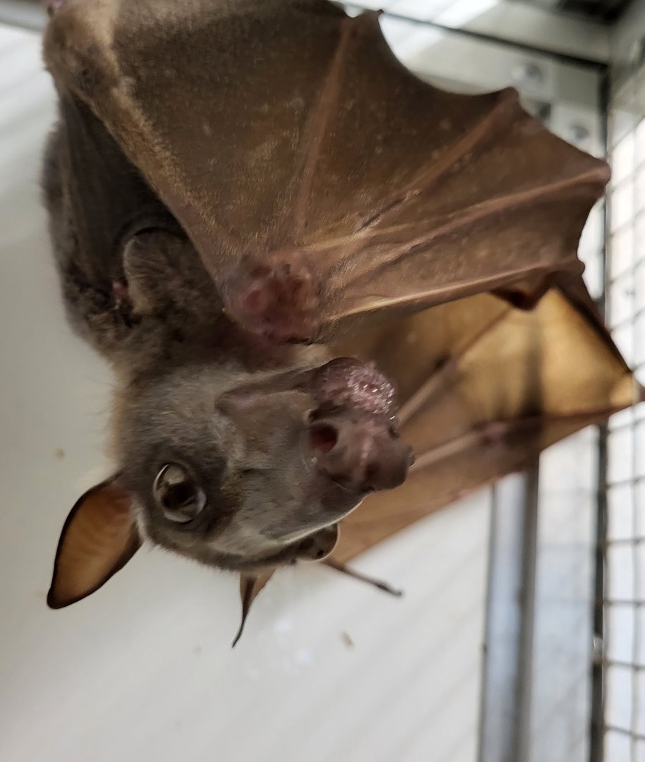Hammer-headed bat
