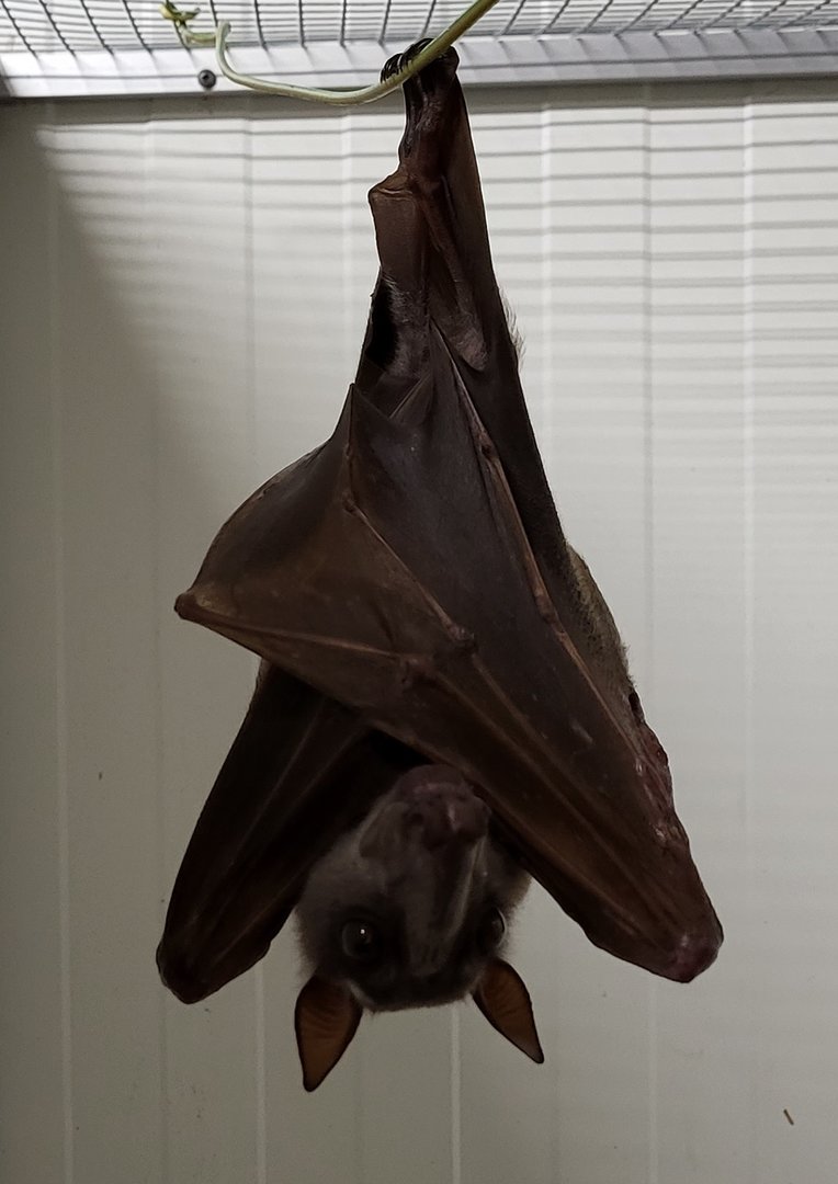 Hammer-headed bat