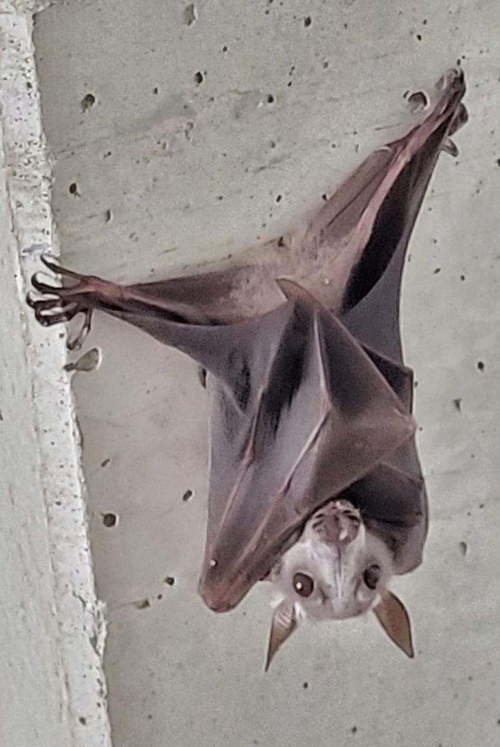 Hammer-headed bat