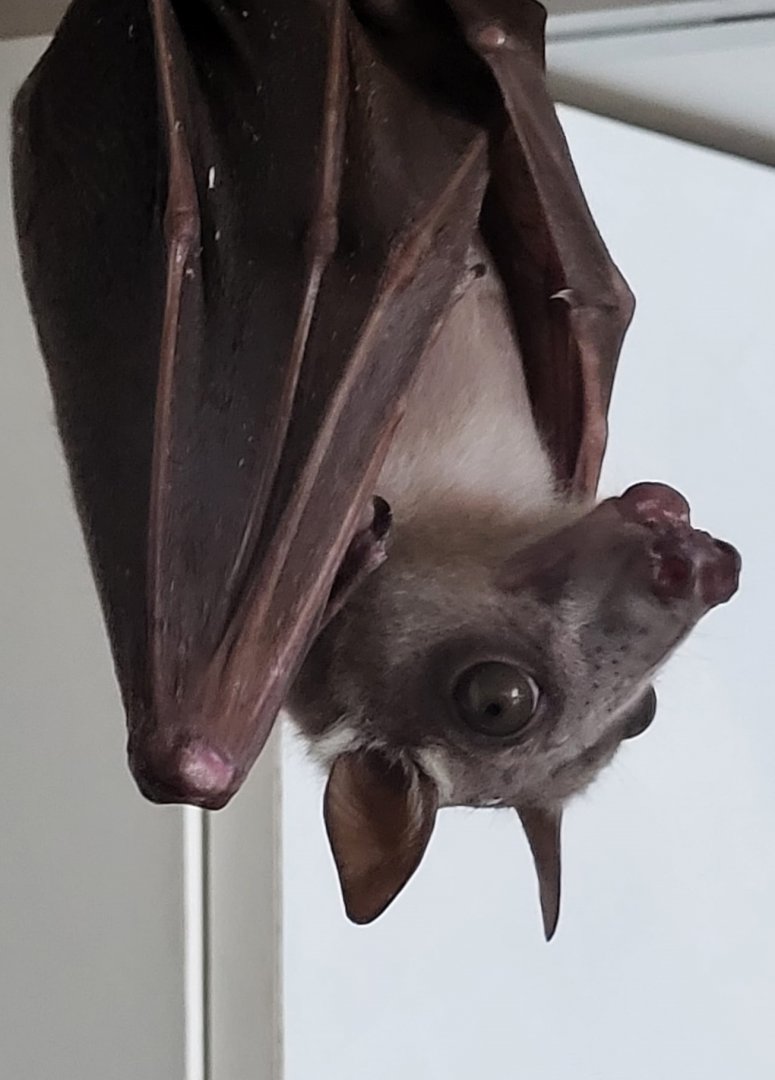 Hammer-headed bat