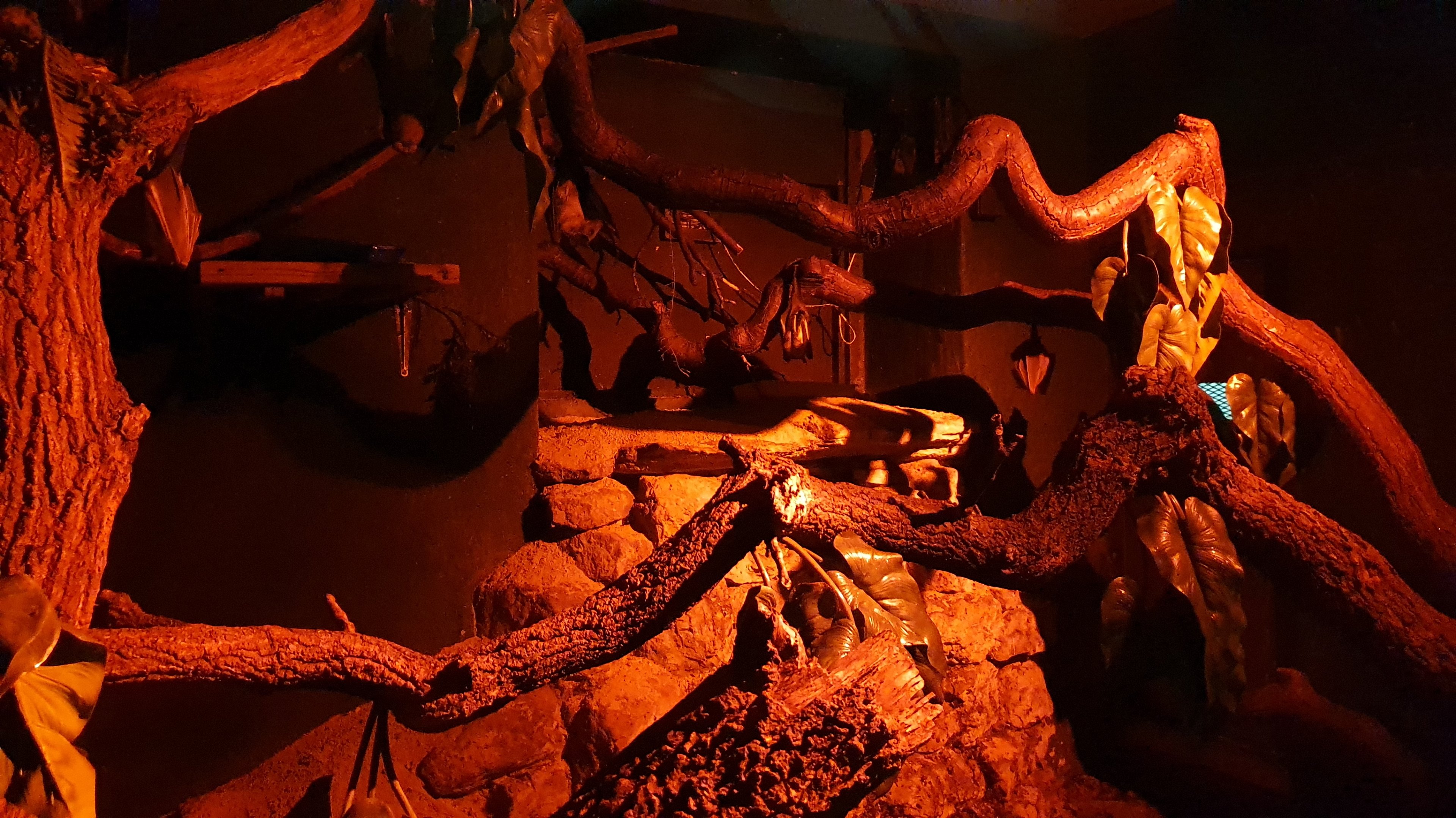 Hammerhead and Straw-coloured Fruit Bat Enclosure at Cotswold, October 31st 2020