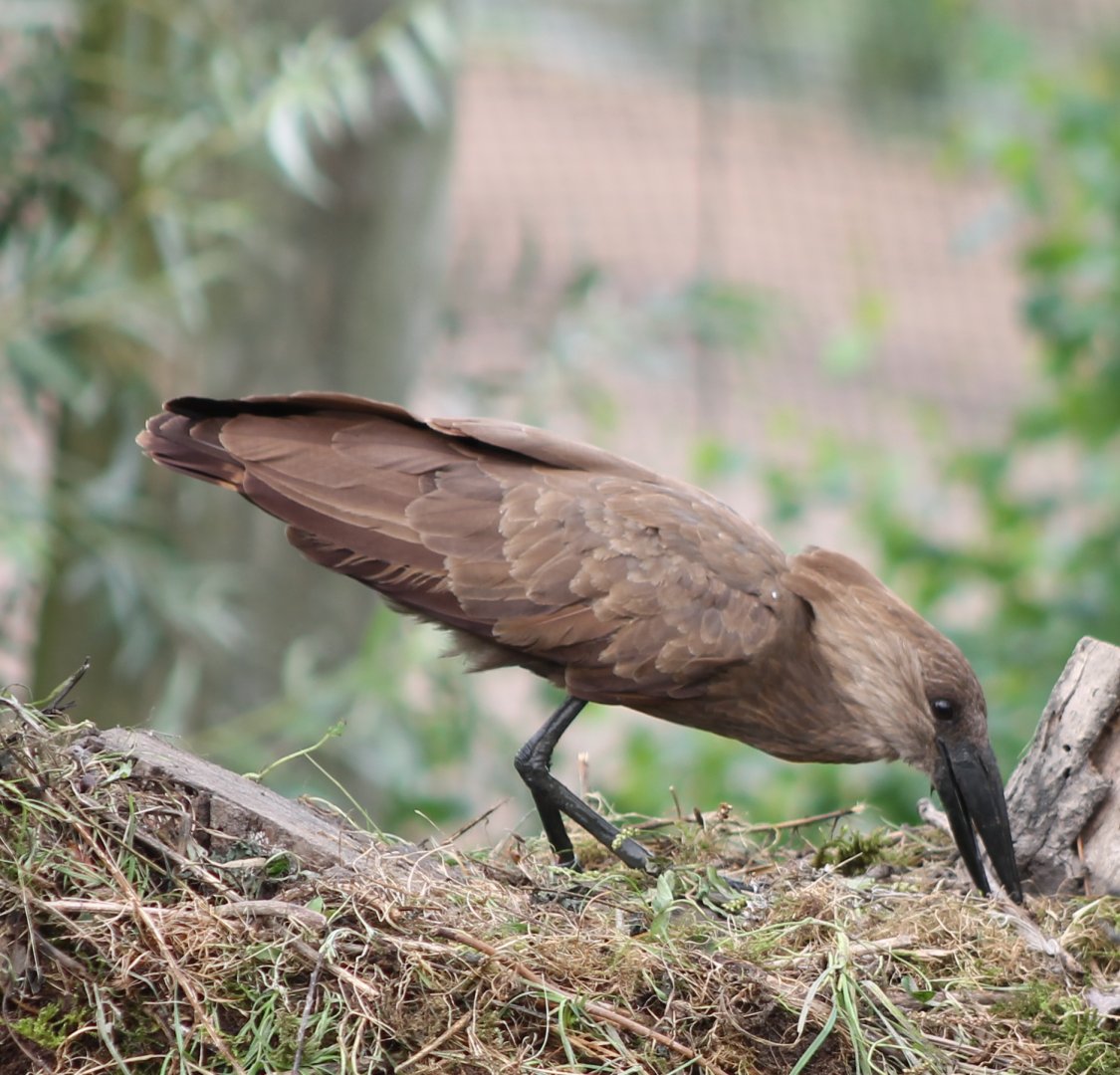 Hammerhead at the nest
