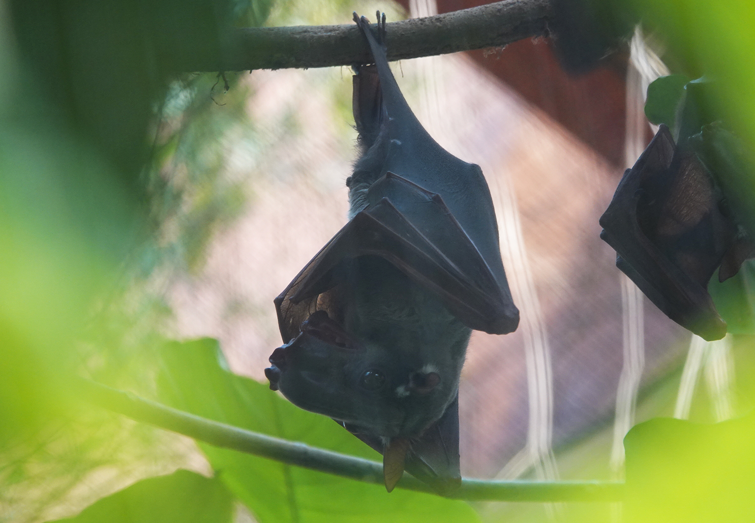 Hammerhead bat (male)
