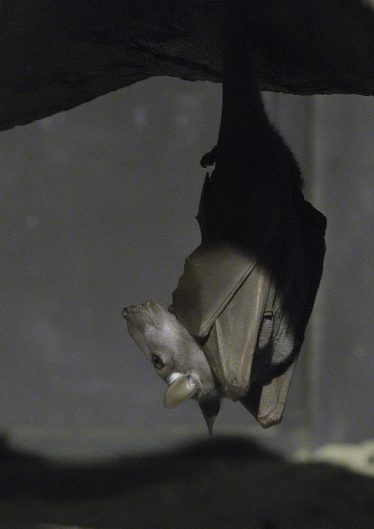 Hammerhead bat