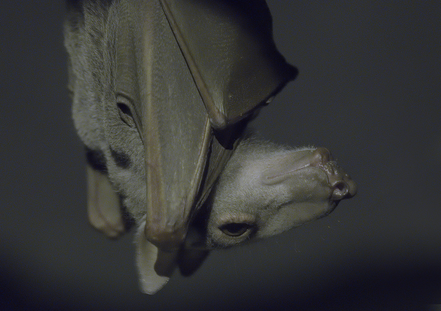 Hammerhead bat