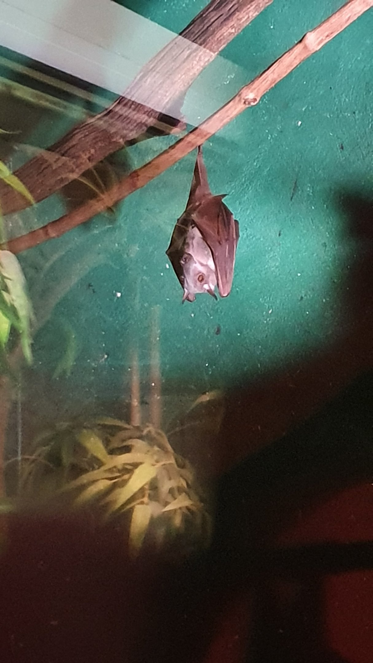 Hammerhead Fruit Bat at Cotswold, October 31st 2020