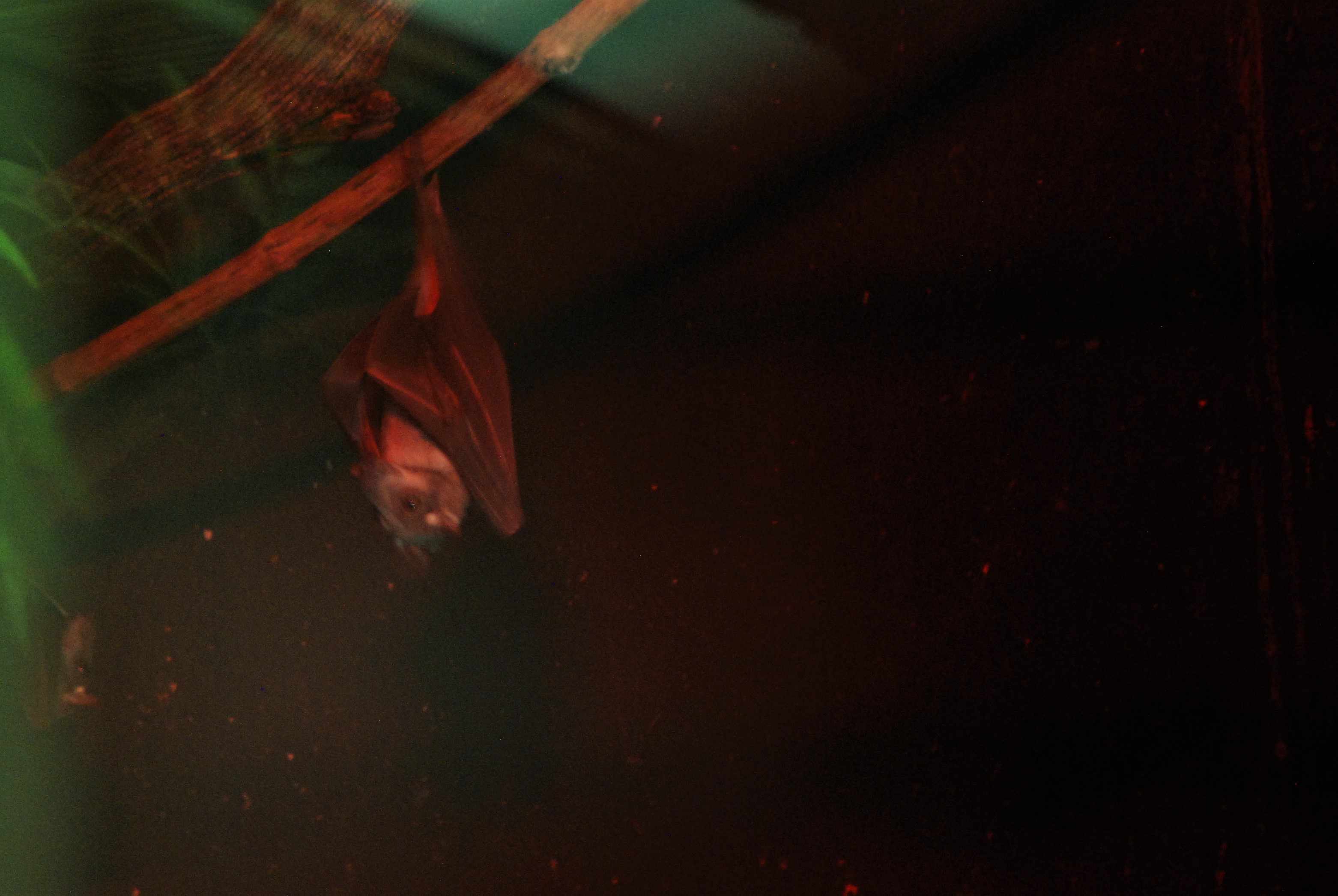 Hammerhead Fruit Bat at Cotswold, October 31st 2020