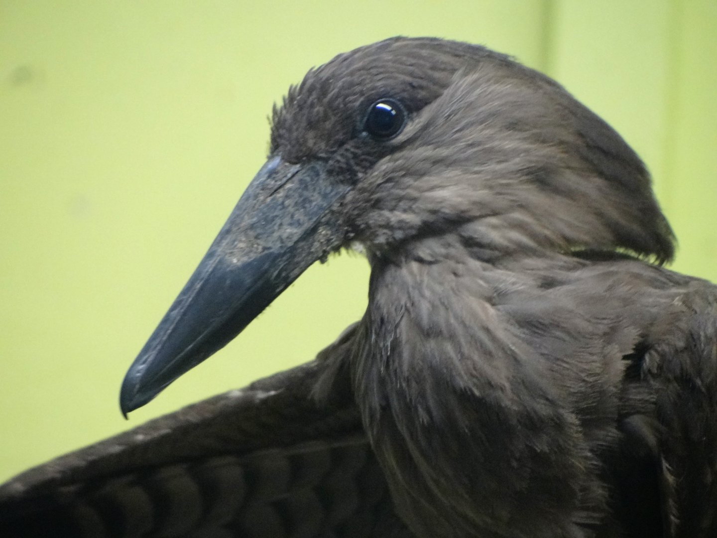 Hammerhead (Scopus umbretta)