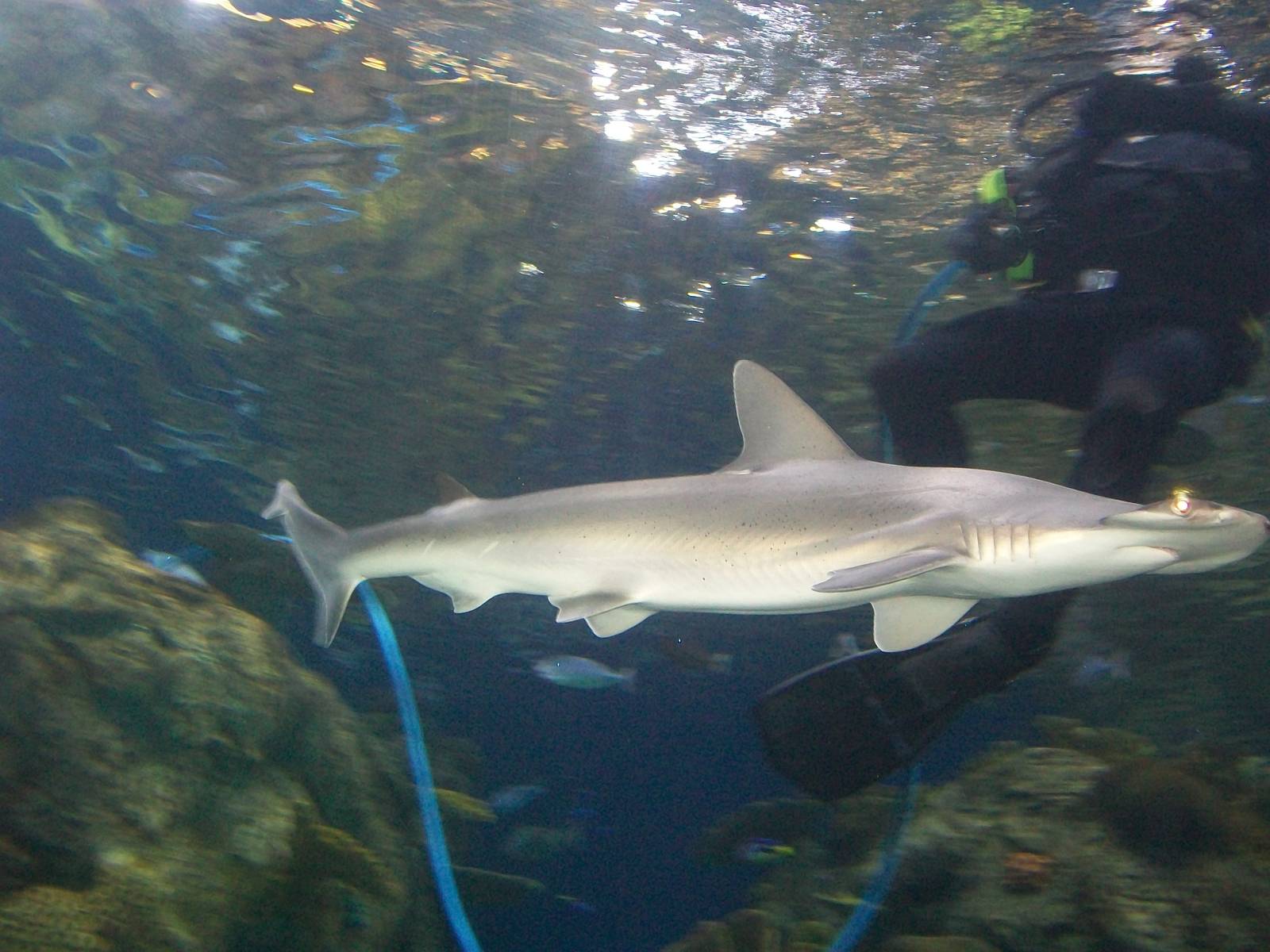 Hammerhead Shark and Diver