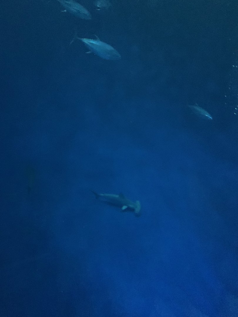 Hammerhead Shark in Open Sea exhibit