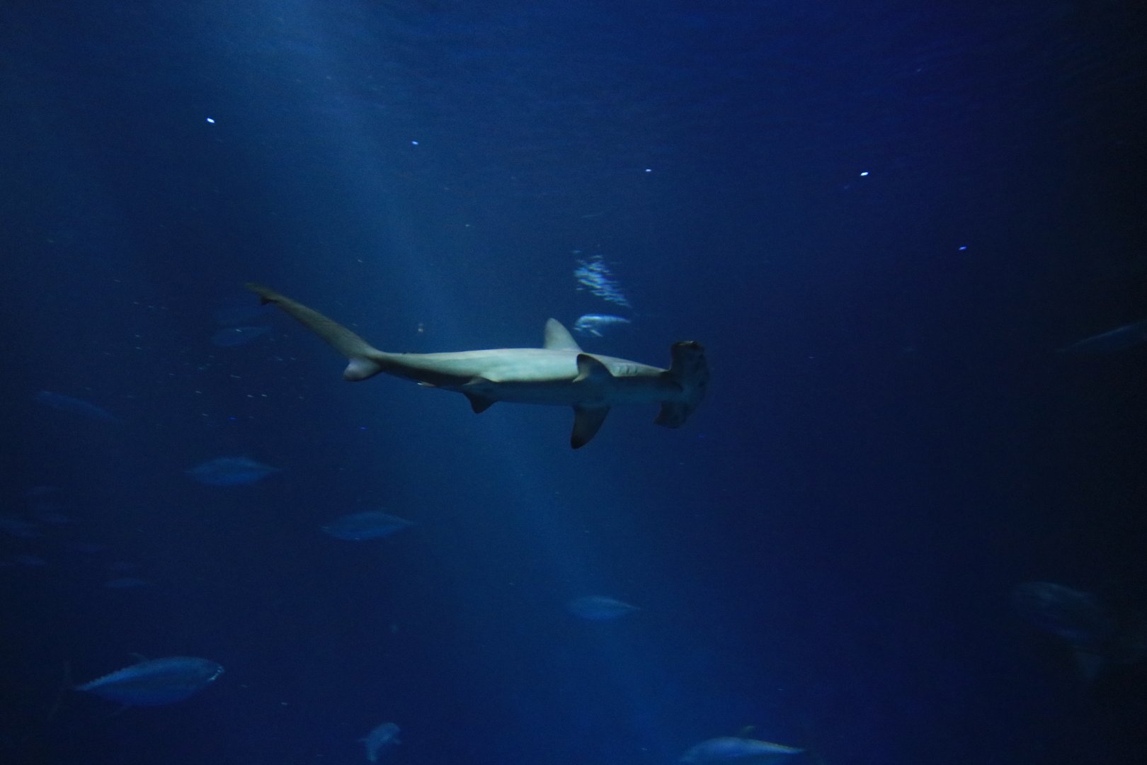 Hammerhead shark (June 2019)