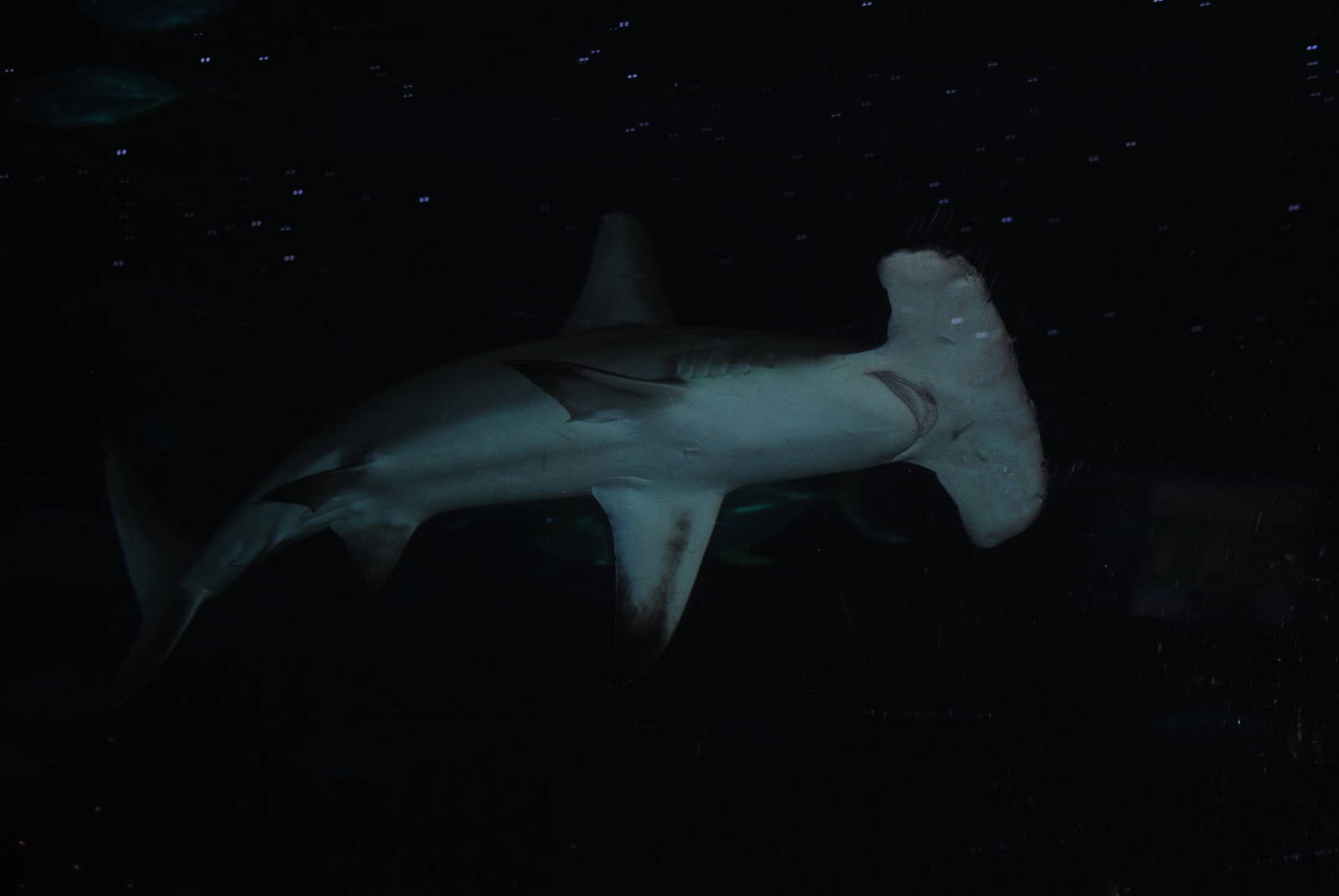 hammerhead shark