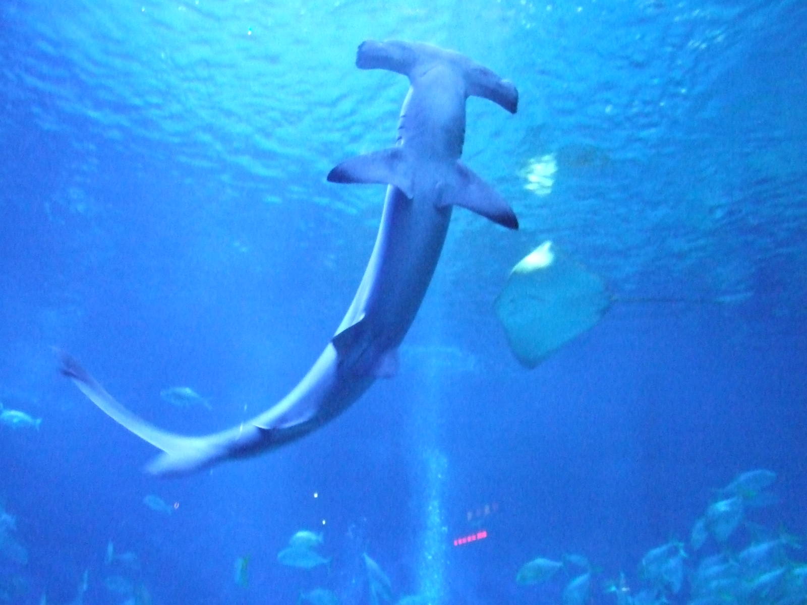 hammerhead shark