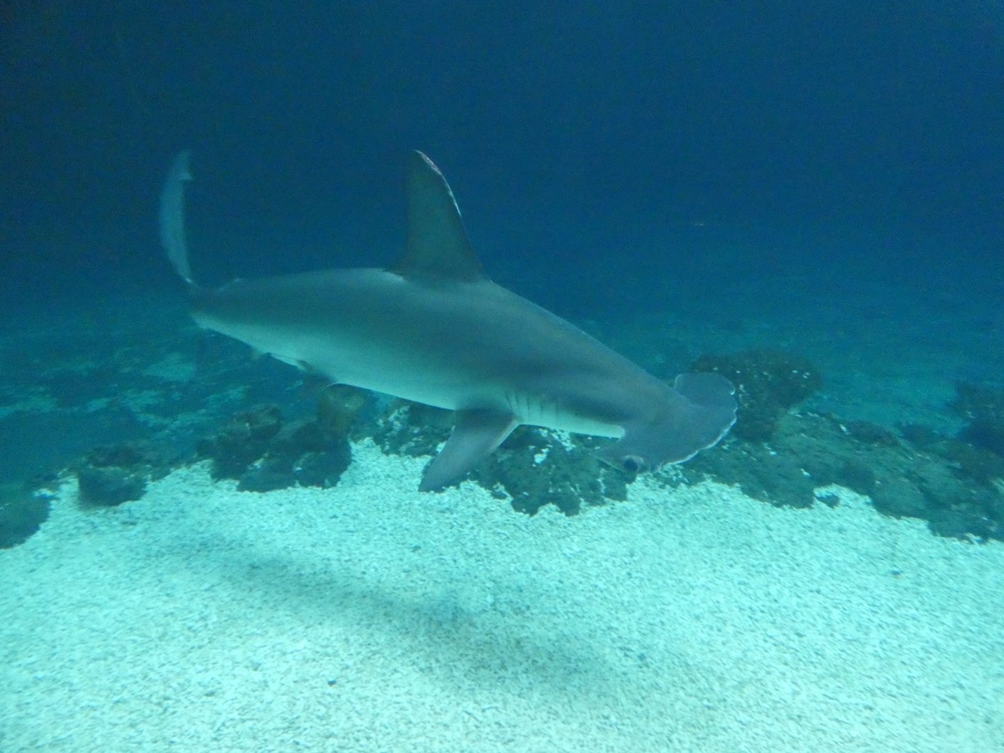 Hammerhead Shark