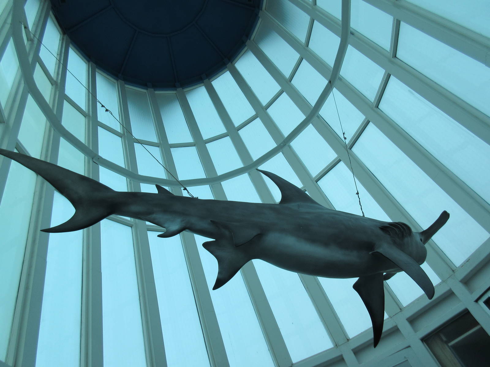Hammerhead Statue - hanging from ceiling