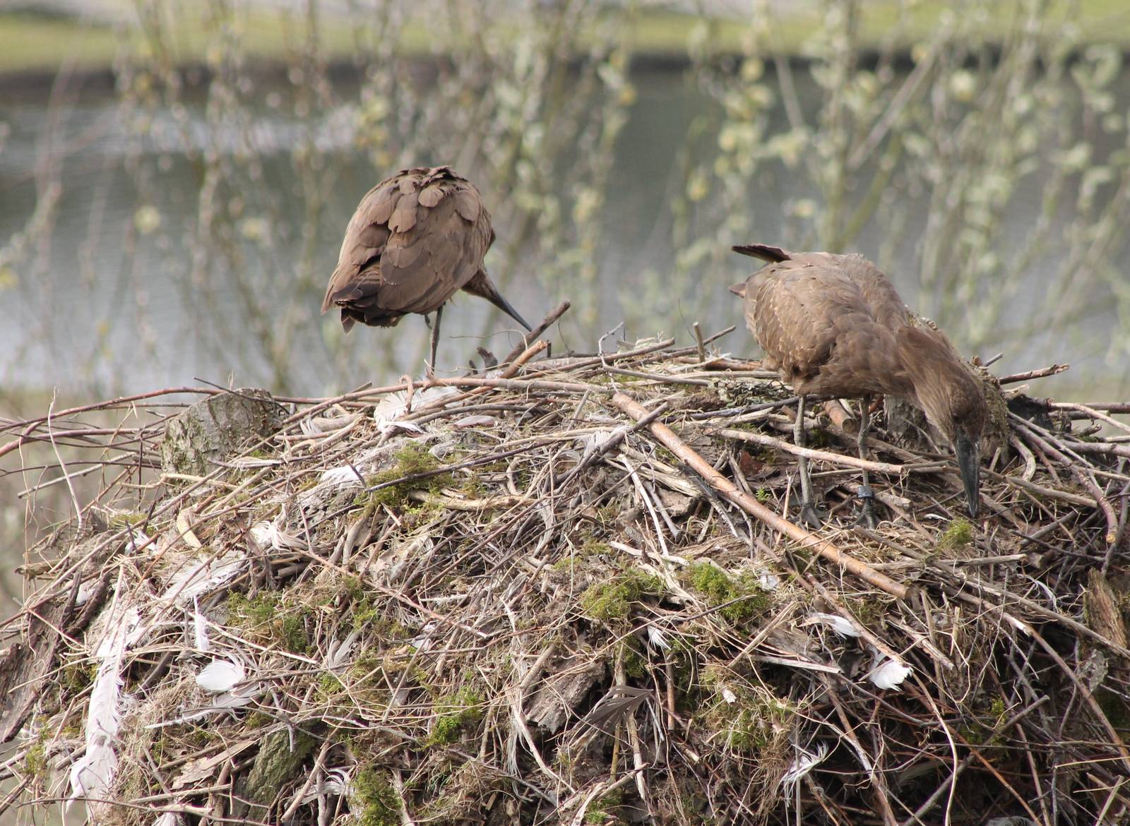 Hammerheads at the nest