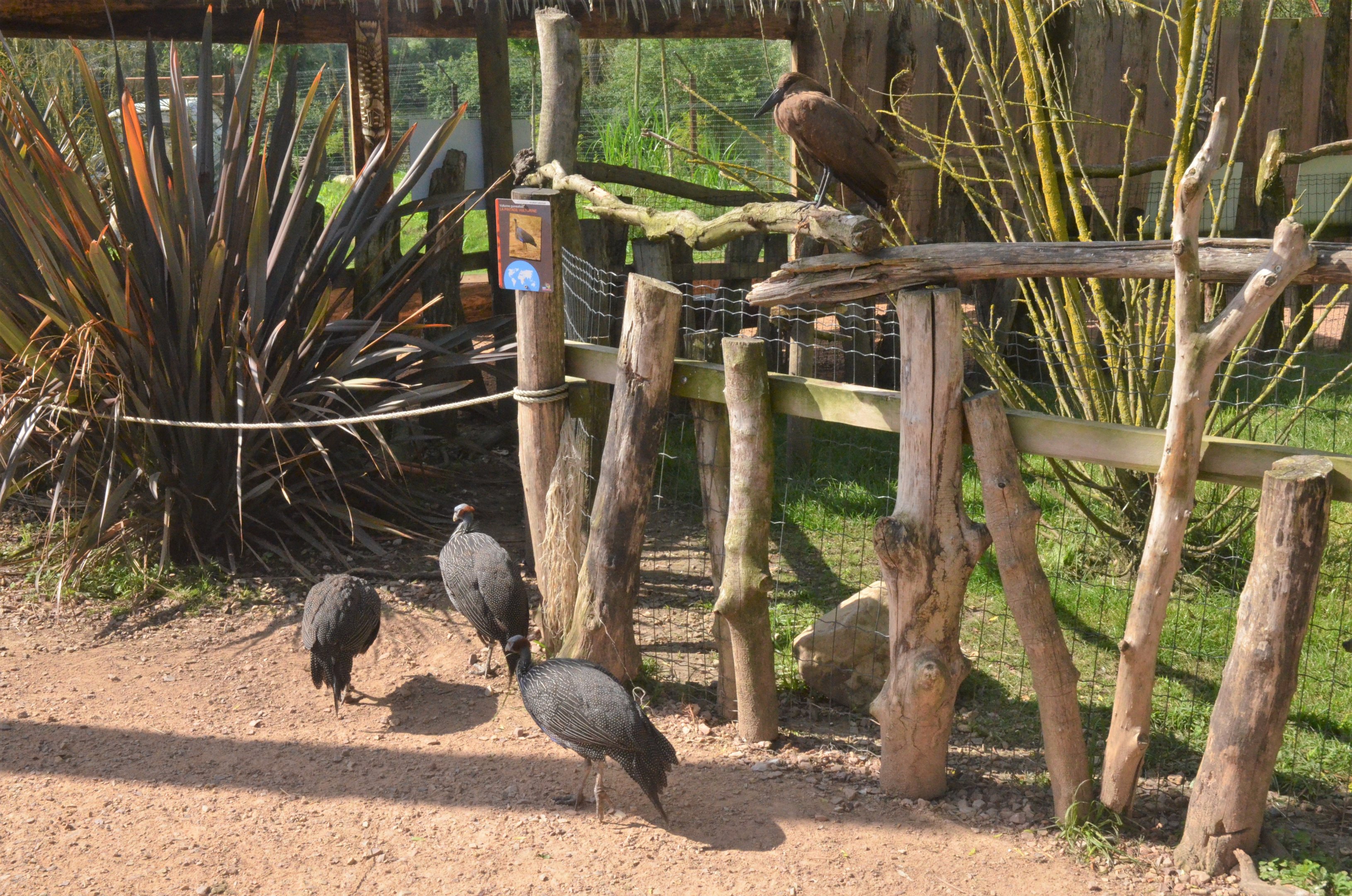 Hammerkop and Vulturine Guinea Fowl at Biotropica, 16/06/18