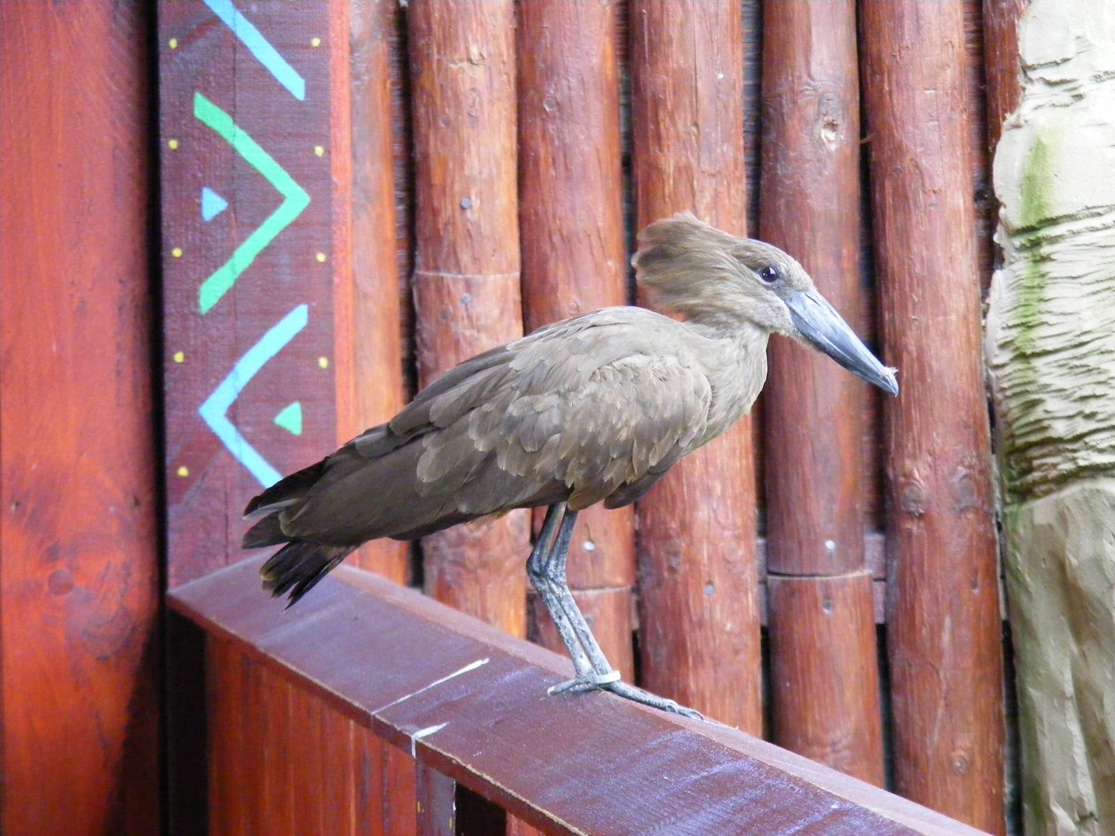 Hammerkop at Colchester Zoo, 17 September 2010