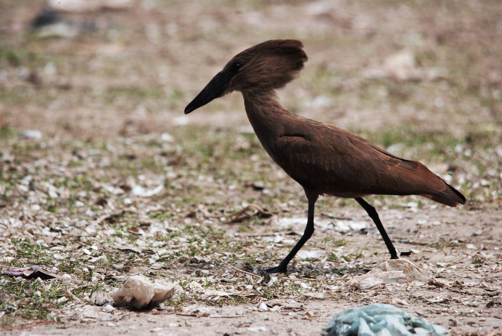 Hammerkop at Ziway, 13/10/14