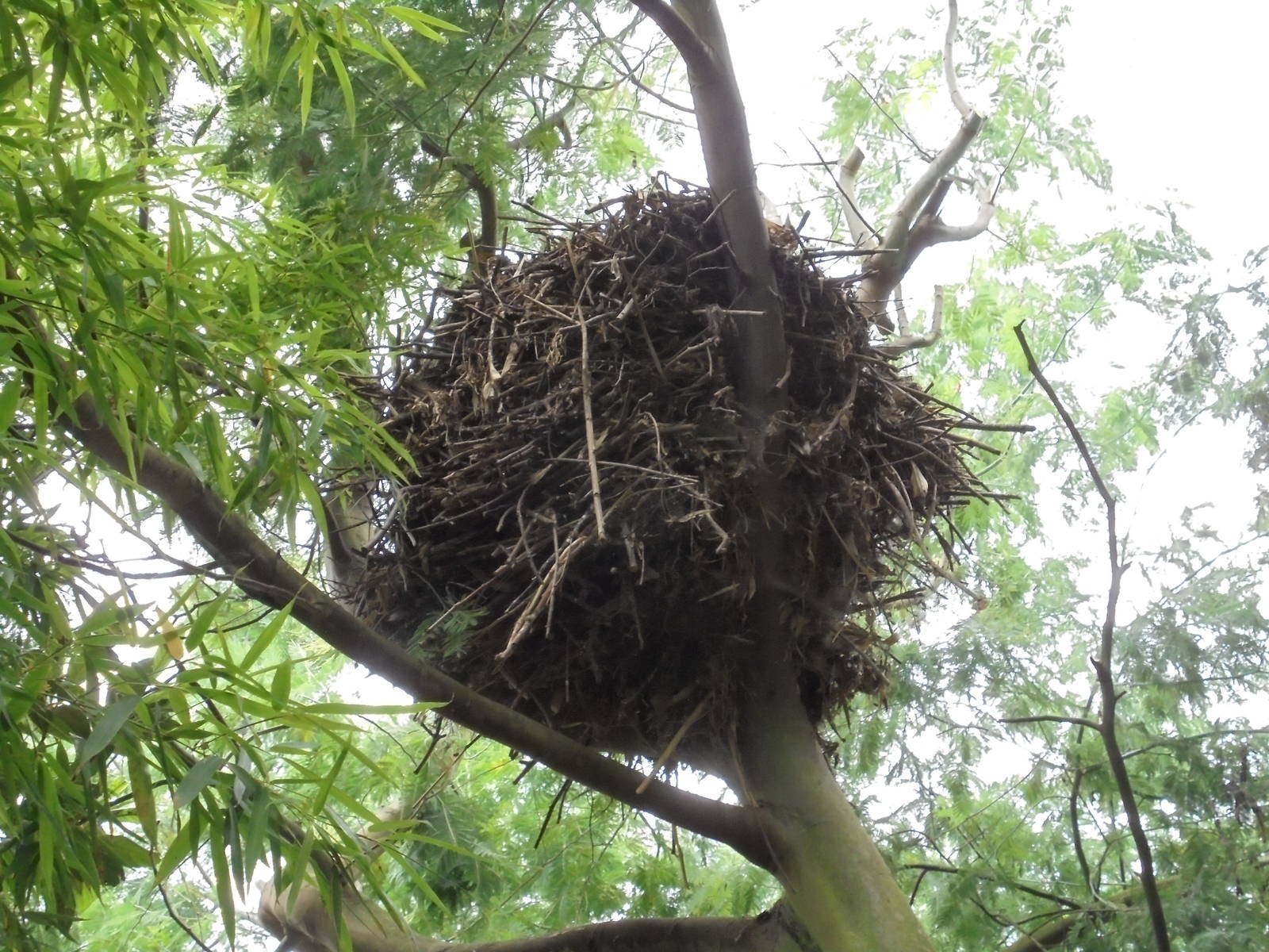 Hammerkop nest 2015.