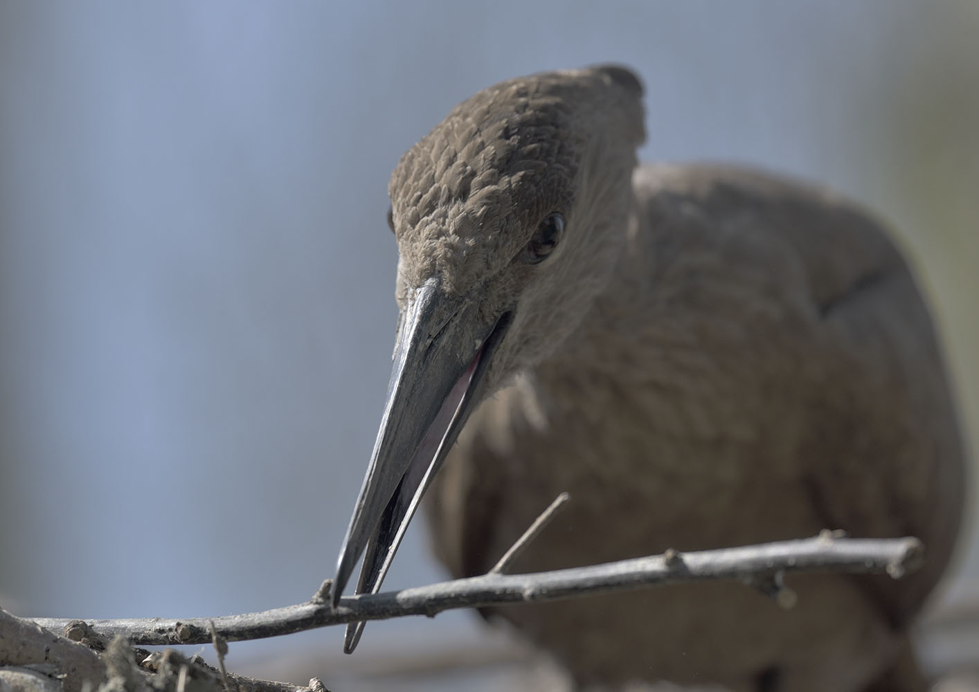 Hammerkop nest building
