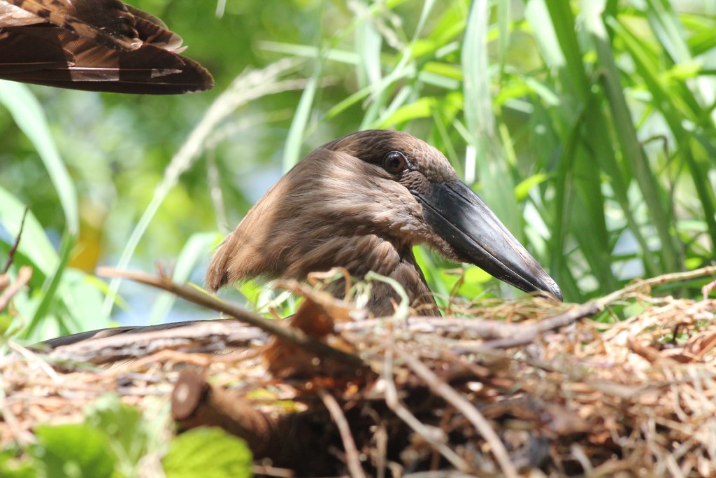 Hammerkop on nest