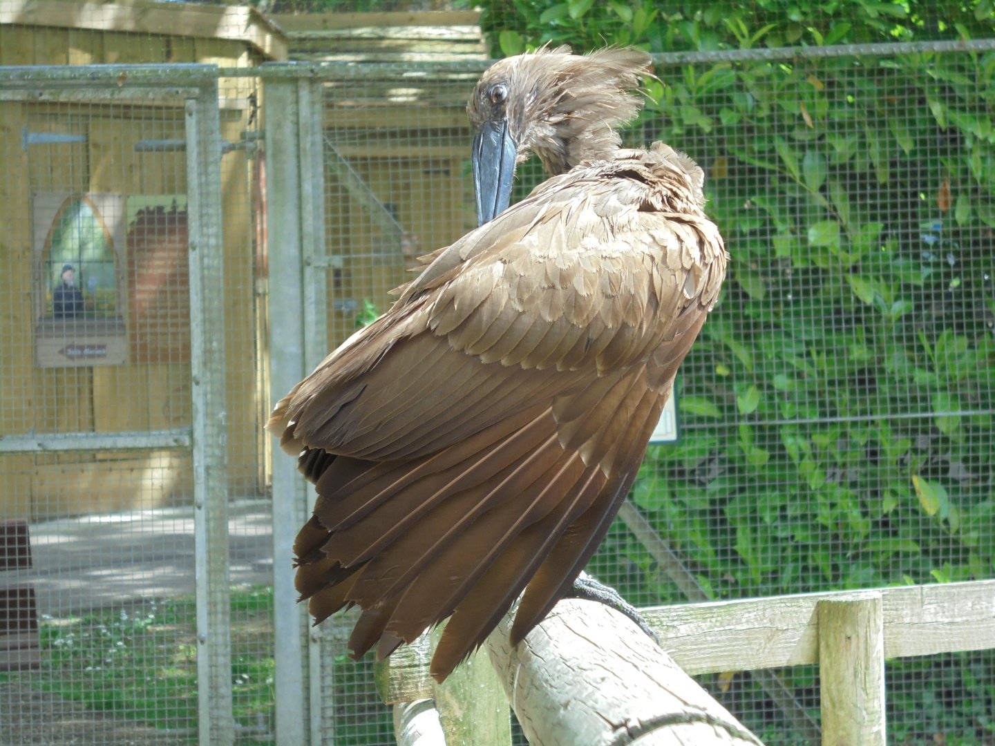 Hammerkop preening 2017