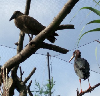 Hammerkop (Scopus umbretta) and Abdim's stork (Ciconia abdimii)