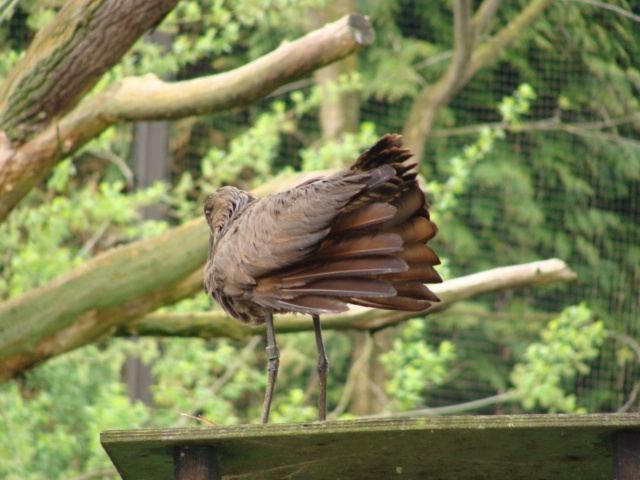 Hammerkop [Scopus umbretta]
