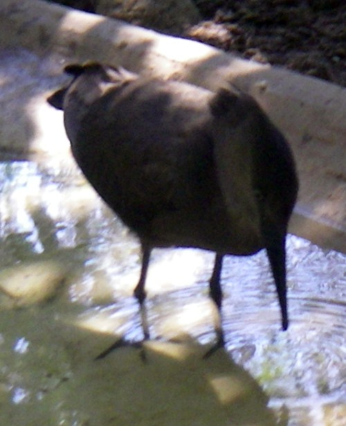 Hammerkop (Scopus umbretta)