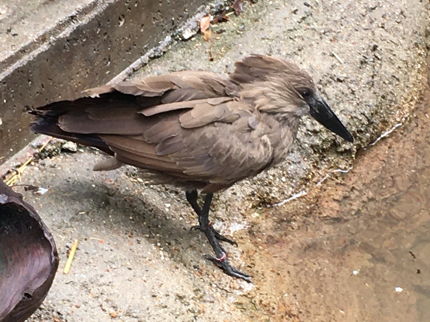 Hammerkop (Scopus umbretta)
