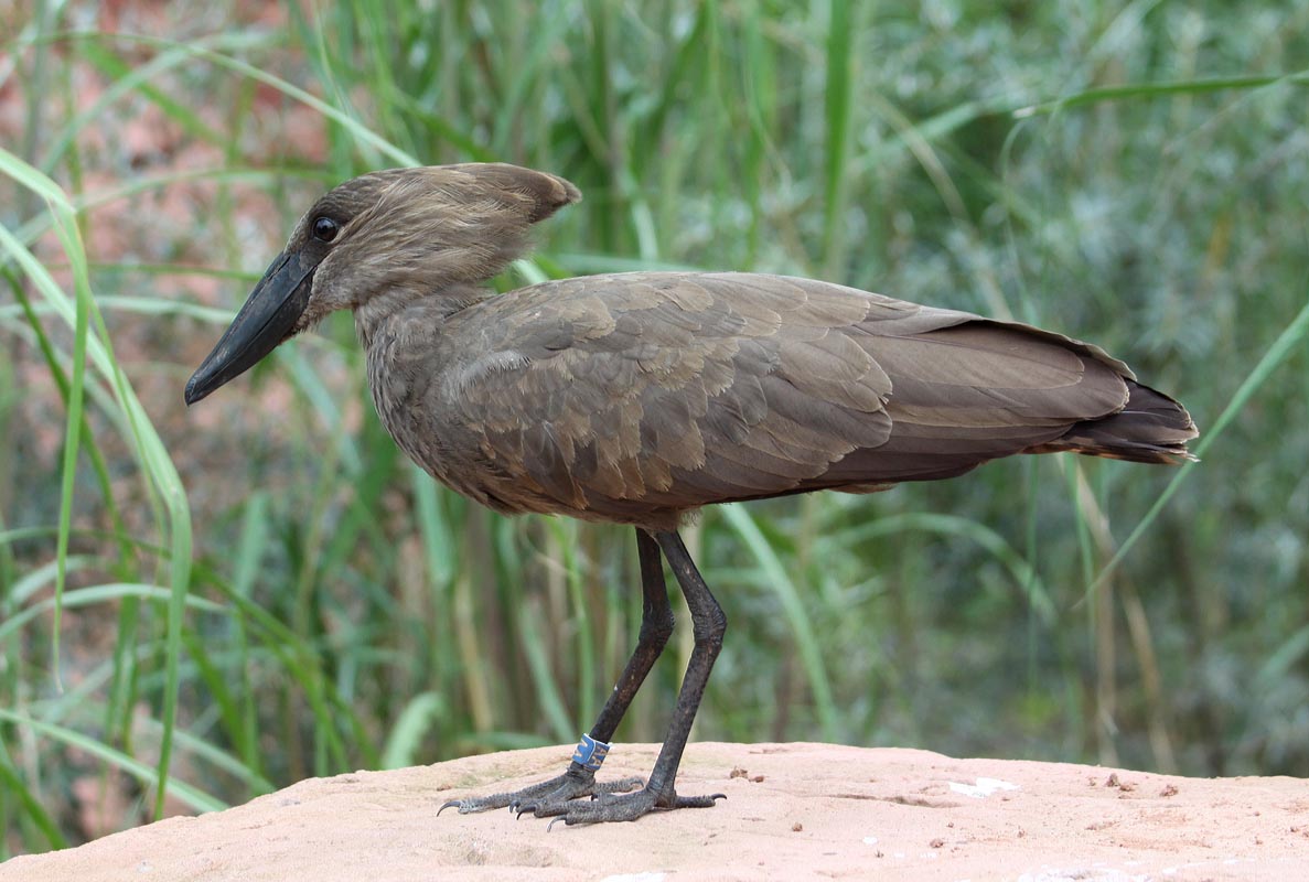 Hammerkop