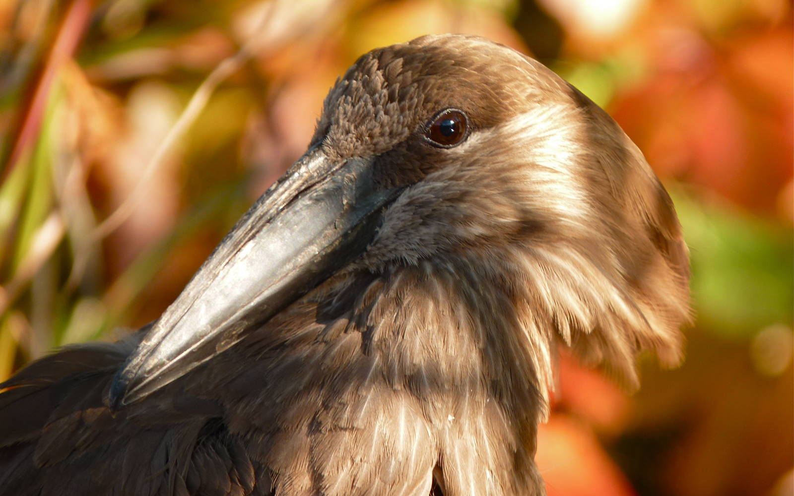 Hammerkop