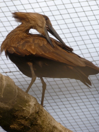 Hammerkop
