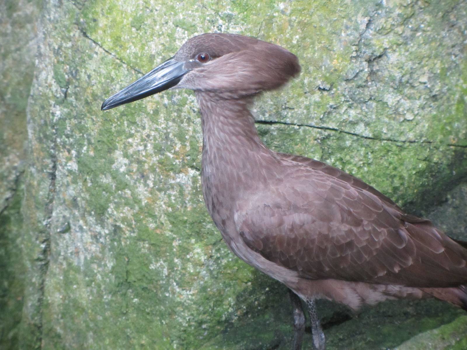 Hammerkop