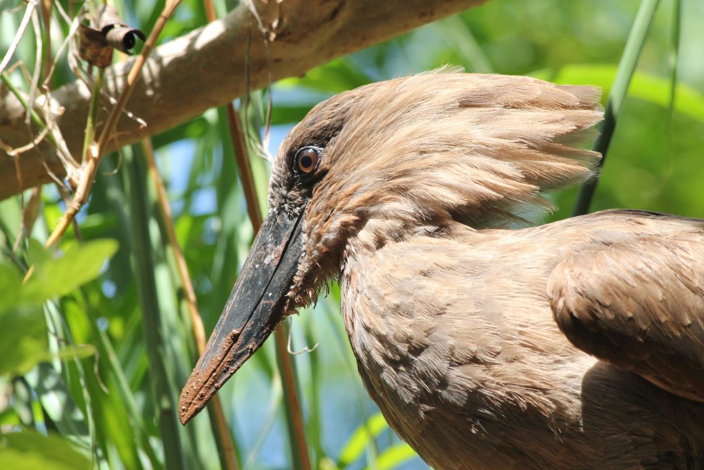 Hammerkop