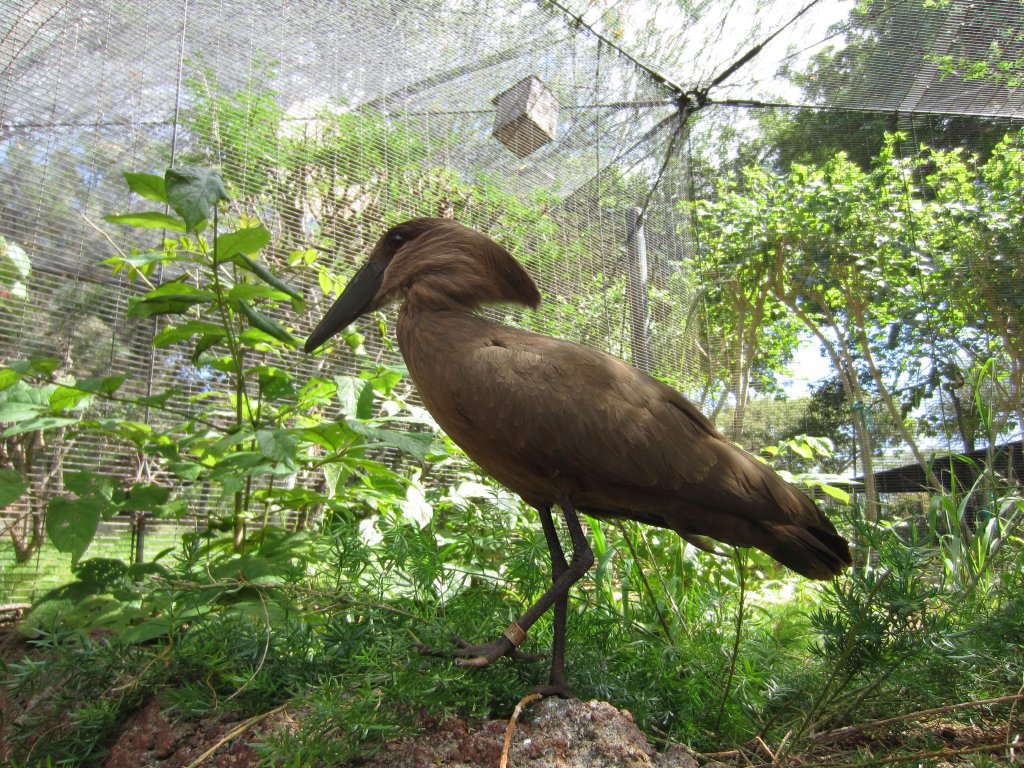 Hammerkop